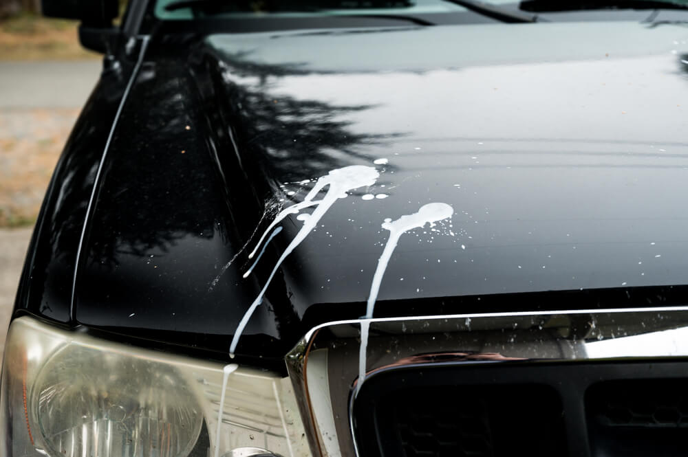 bird droppings on the hood of a black car